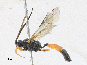  ( - CBG-A28454-H05)  @11 [ ] CreativeCommons - Attribution Share - Alike (2024) CBG Photography Group Centre for Biodiversity Genomics