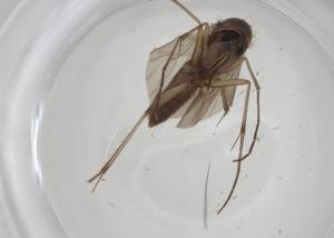  ( - CBG-A28481-A04)  @11 [ ] CreativeCommons - Attribution Share - Alike (2024) Centre for Biodiversity Genomics Centre for Biodiversity Genomics