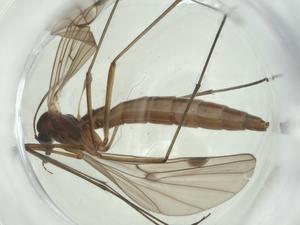  ( - CBG-A28482-A03)  @11 [ ] CreativeCommons - Attribution Share - Alike (2024) Centre for Biodiversity Genomics Centre for Biodiversity Genomics