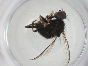  ( - CBG-A28484-A05)  @11 [ ] CreativeCommons - Attribution Share - Alike (2024) Centre for Biodiversity Genomics Centre for Biodiversity Genomics