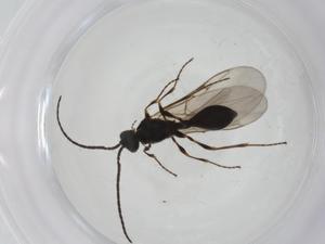  ( - CBG-A28487-A04)  @11 [ ] CreativeCommons - Attribution Share - Alike (2024) Centre for Biodiversity Genomics Centre for Biodiversity Genomics