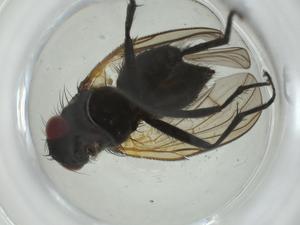  ( - CBG-A28488-A06)  @11 [ ] CreativeCommons - Attribution Share - Alike (2024) Centre for Biodiversity Genomics Centre for Biodiversity Genomics