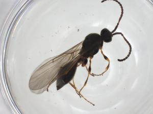  ( - CBG-A28490-H01)  @11 [ ] CreativeCommons - Attribution Share - Alike (2024) Centre for Biodiversity Genomics Centre for Biodiversity Genomics