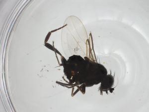  ( - CBG-A28490-H07)  @11 [ ] CreativeCommons - Attribution Share - Alike (2024) Centre for Biodiversity Genomics Centre for Biodiversity Genomics