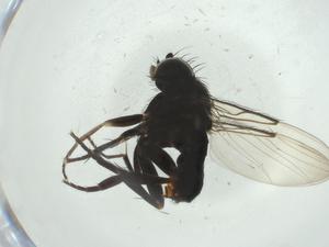  ( - CBG-A28491-D03)  @11 [ ] CreativeCommons - Attribution Share - Alike (2024) Centre for Biodiversity Genomics Centre for Biodiversity Genomics