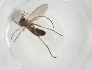  ( - CBG-A28492-A07)  @11 [ ] CreativeCommons - Attribution Share - Alike (2024) Centre for Biodiversity Genomics Centre for Biodiversity Genomics