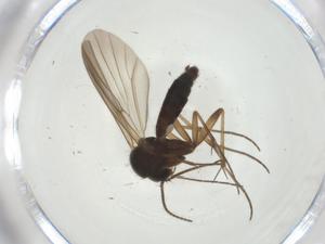  ( - CBG-A28497-G04)  @11 [ ] CreativeCommons - Attribution Share - Alike (2024) Centre for Biodiversity Genomics Centre for Biodiversity Genomics