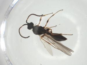  ( - CBG-A28500-G07)  @11 [ ] CreativeCommons - Attribution Share - Alike (2024) Centre for Biodiversity Genomics Centre for Biodiversity Genomics