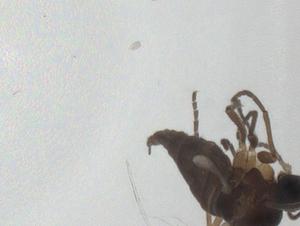  ( - CBG-A28501-A05)  @11 [ ] CreativeCommons - Attribution Share - Alike (2024) Centre for Biodiversity Genomics Centre for Biodiversity Genomics