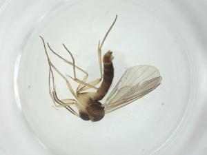  ( - CBG-A28502-A08)  @11 [ ] CreativeCommons - Attribution Share - Alike (2024) Centre for Biodiversity Genomics Centre for Biodiversity Genomics