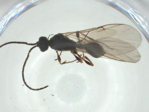  ( - CBG-A28502-D04)  @11 [ ] CreativeCommons - Attribution Share - Alike (2024) Centre for Biodiversity Genomics Centre for Biodiversity Genomics