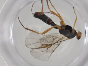  ( - CBG-A28504-B10)  @11 [ ] CreativeCommons - Attribution Share - Alike (2024) Centre for Biodiversity Genomics Centre for Biodiversity Genomics