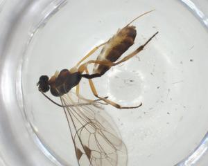  ( - CBG-A28506-D07)  @11 [ ] CreativeCommons - Attribution Share - Alike (2024) Centre for Biodiversity Genomics Centre for Biodiversity Genomics