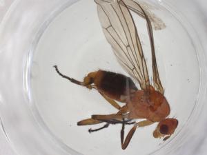  ( - CBG-A28507-A11)  @11 [ ] CreativeCommons - Attribution Share - Alike (2024) Centre for Biodiversity Genomics Centre for Biodiversity Genomics