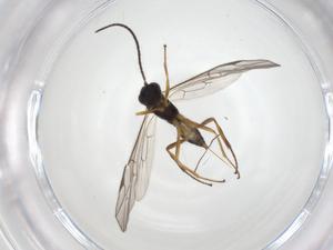  ( - CBG-A28507-F01)  @11 [ ] CreativeCommons - Attribution Share - Alike (2024) Centre for Biodiversity Genomics Centre for Biodiversity Genomics