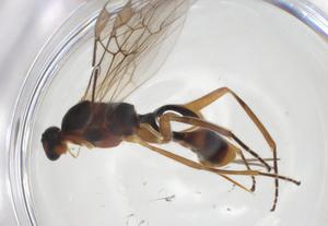  ( - CBG-A28507-H08)  @11 [ ] CreativeCommons - Attribution Share - Alike (2024) Centre for Biodiversity Genomics Centre for Biodiversity Genomics