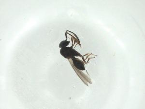  ( - CBG-A28508-B02)  @11 [ ] CreativeCommons - Attribution Share - Alike (2024) Centre for Biodiversity Genomics Centre for Biodiversity Genomics