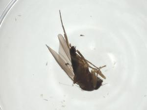  ( - CBG-A28509-H10)  @11 [ ] CreativeCommons - Attribution Share - Alike (2024) Centre for Biodiversity Genomics Centre for Biodiversity Genomics