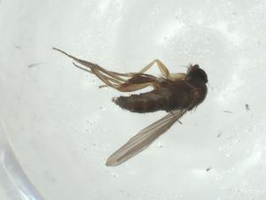  ( - CBG-A28511-B08)  @11 [ ] CreativeCommons - Attribution Share - Alike (2024) Centre for Biodiversity Genomics Centre for Biodiversity Genomics