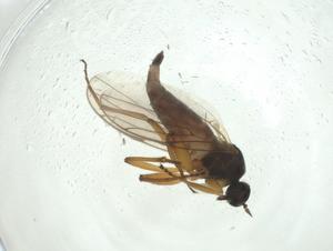  ( - CBG-A28511-F01)  @11 [ ] CreativeCommons - Attribution Share - Alike (2024) Centre for Biodiversity Genomics Centre for Biodiversity Genomics