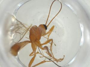  ( - CBG-A28512-B06)  @11 [ ] CreativeCommons - Attribution Share - Alike (2024) Centre for Biodiversity Genomics Centre for Biodiversity Genomics