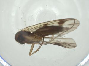  ( - CBG-A28512-E11)  @11 [ ] CreativeCommons - Attribution Share - Alike (2024) Centre for Biodiversity Genomics Centre for Biodiversity Genomics