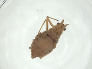  ( - CBG-A28512-H04)  @11 [ ] CreativeCommons - Attribution Share - Alike (2024) Centre for Biodiversity Genomics Centre for Biodiversity Genomics