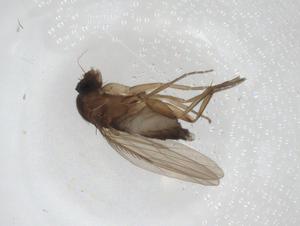  ( - CBG-A28514-E06)  @11 [ ] CreativeCommons - Attribution Share - Alike (2024) Centre for Biodiversity Genomics Centre for Biodiversity Genomics