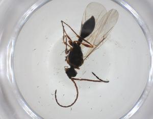  ( - CBG-A28514-F08)  @11 [ ] CreativeCommons - Attribution Share - Alike (2024) Centre for Biodiversity Genomics Centre for Biodiversity Genomics