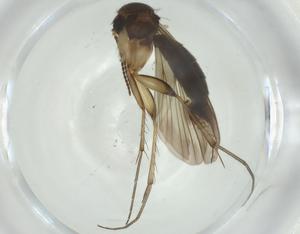  ( - CBG-A28515-B03)  @11 [ ] CreativeCommons - Attribution Share - Alike (2024) Centre for Biodiversity Genomics Centre for Biodiversity Genomics