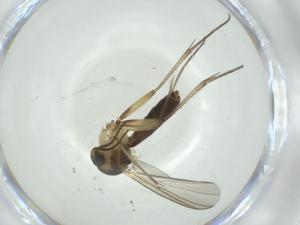  ( - CBG-A28515-E09)  @11 [ ] CreativeCommons - Attribution Share - Alike (2024) Centre for Biodiversity Genomics Centre for Biodiversity Genomics