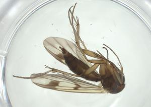  ( - CBG-A28515-F01)  @11 [ ] CreativeCommons - Attribution Share - Alike (2024) Centre for Biodiversity Genomics Centre for Biodiversity Genomics