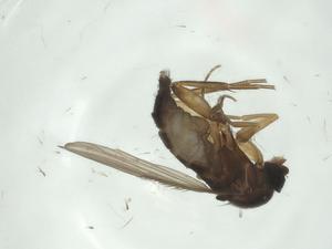  ( - CBG-A28515-H06)  @11 [ ] CreativeCommons - Attribution Share - Alike (2024) Centre for Biodiversity Genomics Centre for Biodiversity Genomics