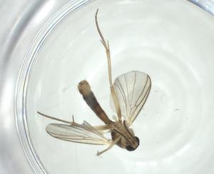  ( - CBG-A28515-H08)  @11 [ ] CreativeCommons - Attribution Share - Alike (2024) Centre for Biodiversity Genomics Centre for Biodiversity Genomics