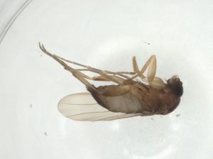  ( - CBG-A28516-B01)  @11 [ ] CreativeCommons - Attribution Share - Alike (2024) Centre for Biodiversity Genomics Centre for Biodiversity Genomics