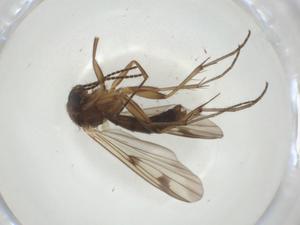  ( - CBG-A28516-C02)  @11 [ ] CreativeCommons - Attribution Share - Alike (2024) Centre for Biodiversity Genomics Centre for Biodiversity Genomics