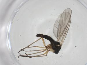  ( - CBG-A28517-B10)  @11 [ ] CreativeCommons - Attribution Share - Alike (2024) Centre for Biodiversity Genomics Centre for Biodiversity Genomics