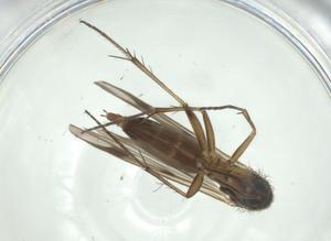  ( - CBG-A28518-G01)  @11 [ ] CreativeCommons - Attribution Share - Alike (2024) Centre for Biodiversity Genomics Centre for Biodiversity Genomics