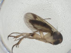  ( - CBG-A28519-C06)  @11 [ ] CreativeCommons - Attribution Share - Alike (2024) Centre for Biodiversity Genomics Centre for Biodiversity Genomics