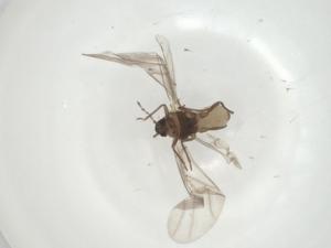  ( - CBG-A28520-A02)  @11 [ ] CreativeCommons - Attribution Share - Alike (2024) Centre for Biodiversity Genomics Centre for Biodiversity Genomics