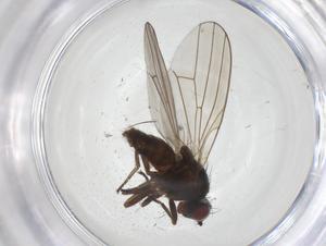  ( - CBG-A28521-H09)  @11 [ ] CreativeCommons - Attribution Share - Alike (2024) Centre for Biodiversity Genomics Centre for Biodiversity Genomics