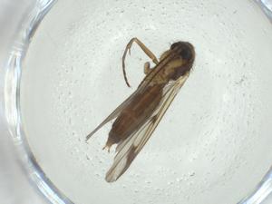  ( - CBG-A28523-C05)  @11 [ ] CreativeCommons - Attribution Share - Alike (2024) Centre for Biodiversity Genomics Centre for Biodiversity Genomics