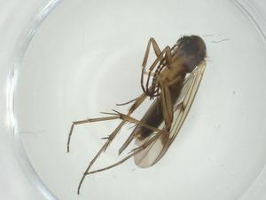  ( - CBG-A28524-A06)  @11 [ ] CreativeCommons - Attribution Share - Alike (2024) Centre for Biodiversity Genomics Centre for Biodiversity Genomics