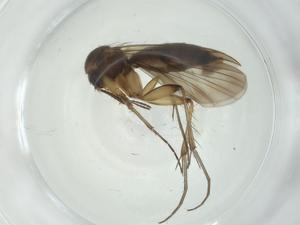  ( - CBG-A28524-A10)  @11 [ ] CreativeCommons - Attribution Share - Alike (2024) Centre for Biodiversity Genomics Centre for Biodiversity Genomics