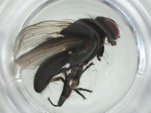  ( - CBG-A28524-E12)  @11 [ ] CreativeCommons - Attribution Share - Alike (2024) Centre for Biodiversity Genomics Centre for Biodiversity Genomics