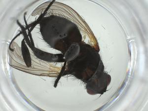  ( - CBG-A28524-F01)  @11 [ ] CreativeCommons - Attribution Share - Alike (2024) Centre for Biodiversity Genomics Centre for Biodiversity Genomics