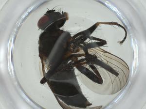  ( - CBG-A28524-F06)  @11 [ ] CreativeCommons - Attribution Share - Alike (2024) Centre for Biodiversity Genomics Centre for Biodiversity Genomics