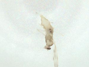  ( - CBG-A28527-B12)  @11 [ ] CreativeCommons - Attribution Share - Alike (2024) Centre for Biodiversity Genomics Centre for Biodiversity Genomics