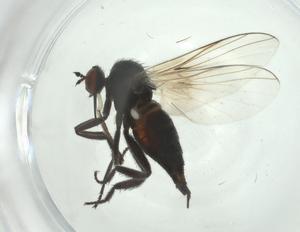  ( - CBG-A28527-C01)  @11 [ ] CreativeCommons - Attribution Share - Alike (2024) Centre for Biodiversity Genomics Centre for Biodiversity Genomics