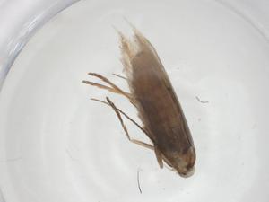  ( - CBG-A28528-A09)  @11 [ ] CreativeCommons - Attribution Share - Alike (2024) Centre for Biodiversity Genomics Centre for Biodiversity Genomics